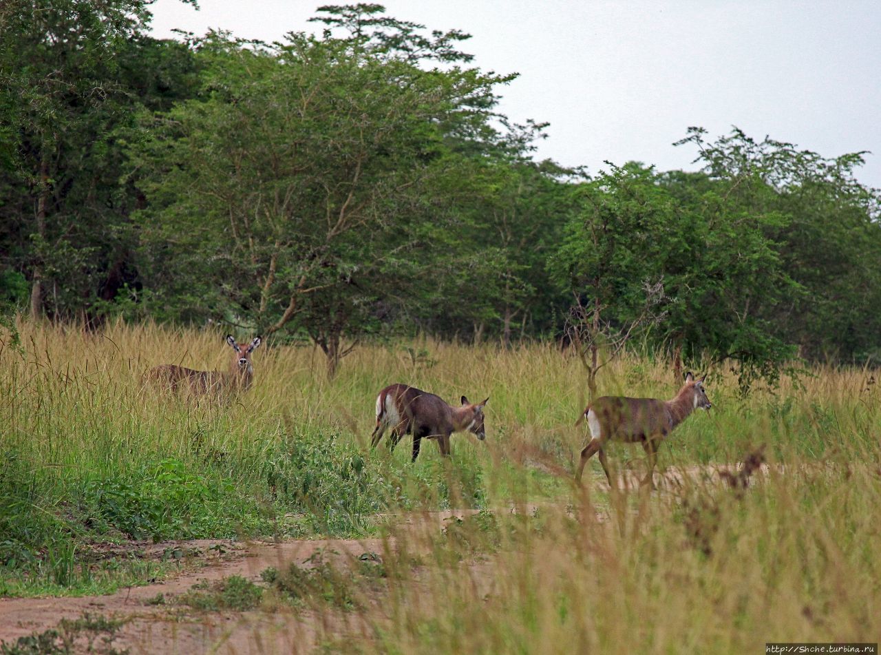 Зива-Рино заповедник Зива-Рино Национальный Парк, Уганда