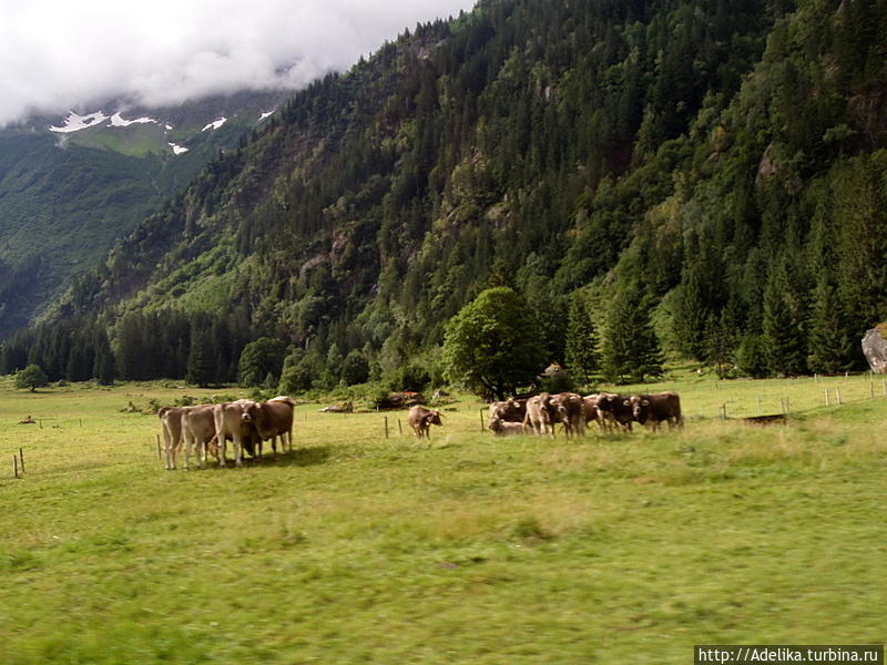 Коров отправляют на луга с праздником весной ( им даже ресницы красят) до самой осени. Туда же отправляется и все работники( сыроделы, пастухи, доярки и т.д). На шею вешается большой колокольчик, чтобы голову было тяжело поднять от травы. В общем нелегкая жизнь бедных  коровушек Швейцарии=) Лугано, Швейцария
