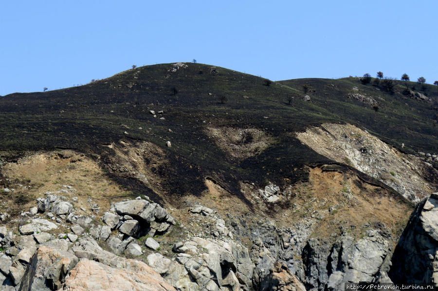 «Поющие» сосны и лазурное море в Морском заповеднике Дальневосточный Морской Биосферный Заповедник, Россия «Поющие» сосны и лазурное море в Морском заповеднике Дальневосточный Морской Биосферный Заповедник, Россия