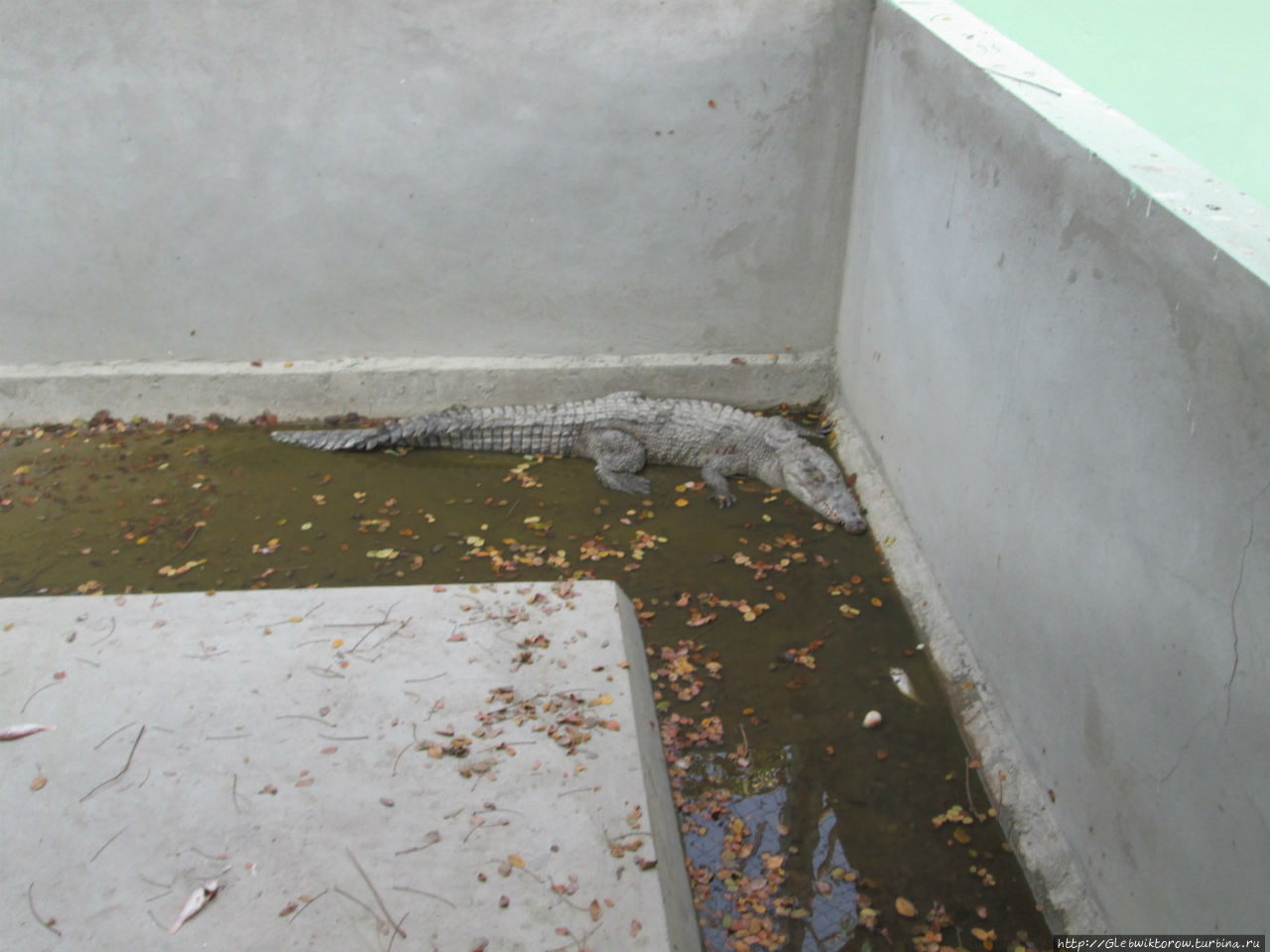 Крокодиловая ферма Янгон, Мьянма
