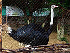 У входа Вас встречает африканский страус, фото с которым стоит 100 руб.