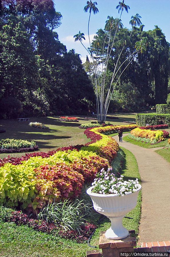 Цветущие аллеи ботанического сада Канди, Шри-Ланка