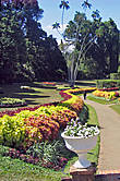 Цветущие аллеи ботанического сада