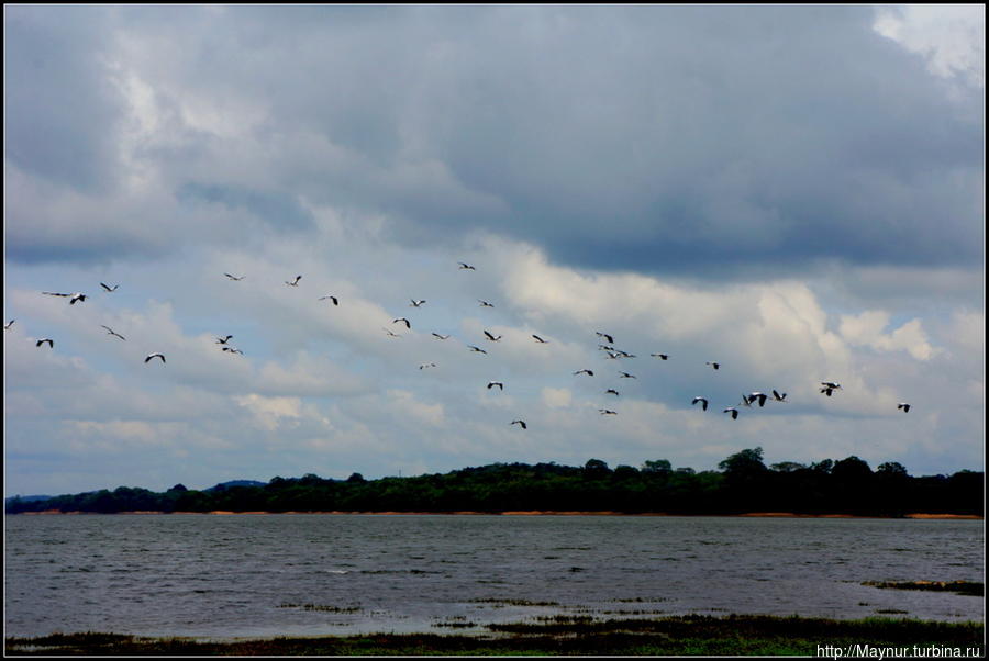 При  нашем  приближении  птицы  переполошились,  взлетели  и ... Полоннарува, Шри-Ланка