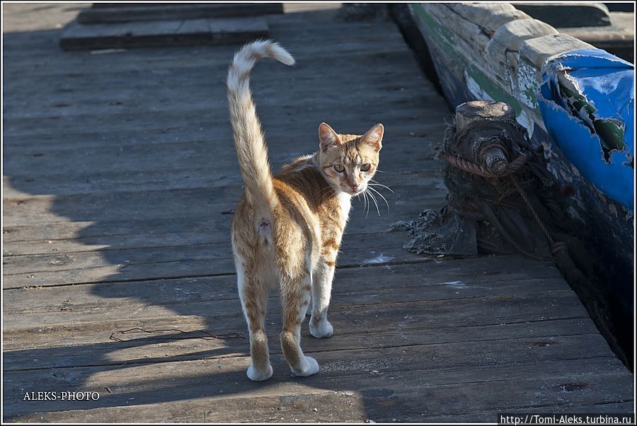 В океане синих лодок (Марокканский Вояж ч4)