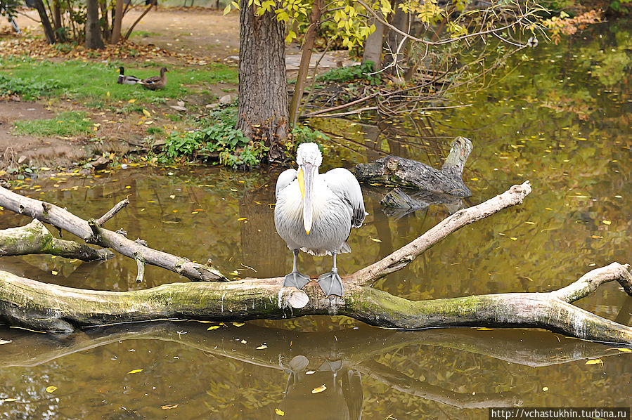 Пеликан в Пражском зоопарке. Пеликан в Пражском зоопарке.