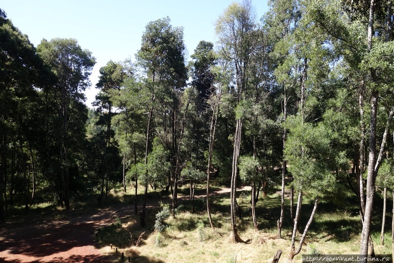 лес Менагеша Менагеша Национальный Лес, Эфиопия