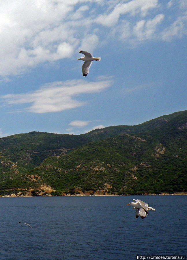 Чайка над волной парила Полуостров Халкидики, Греция
