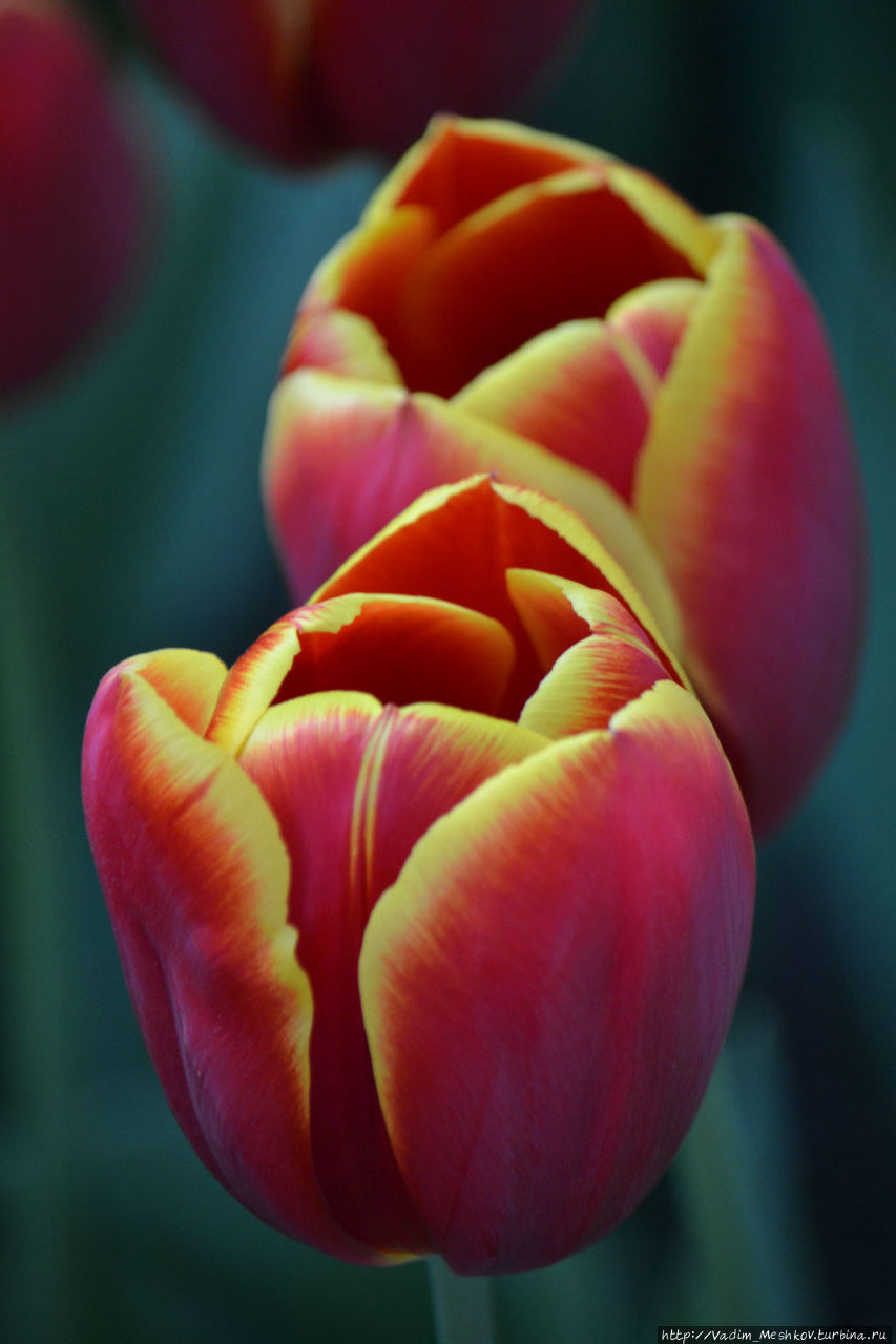 Цветущие тюльпаны крупным планом. Кёкенхоф, Нидерланды