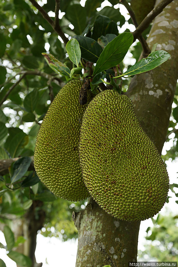 Плоды хлебного дерева. Ява, Индонезия