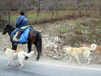 Грузинский пастух с собаками в горной Грузии