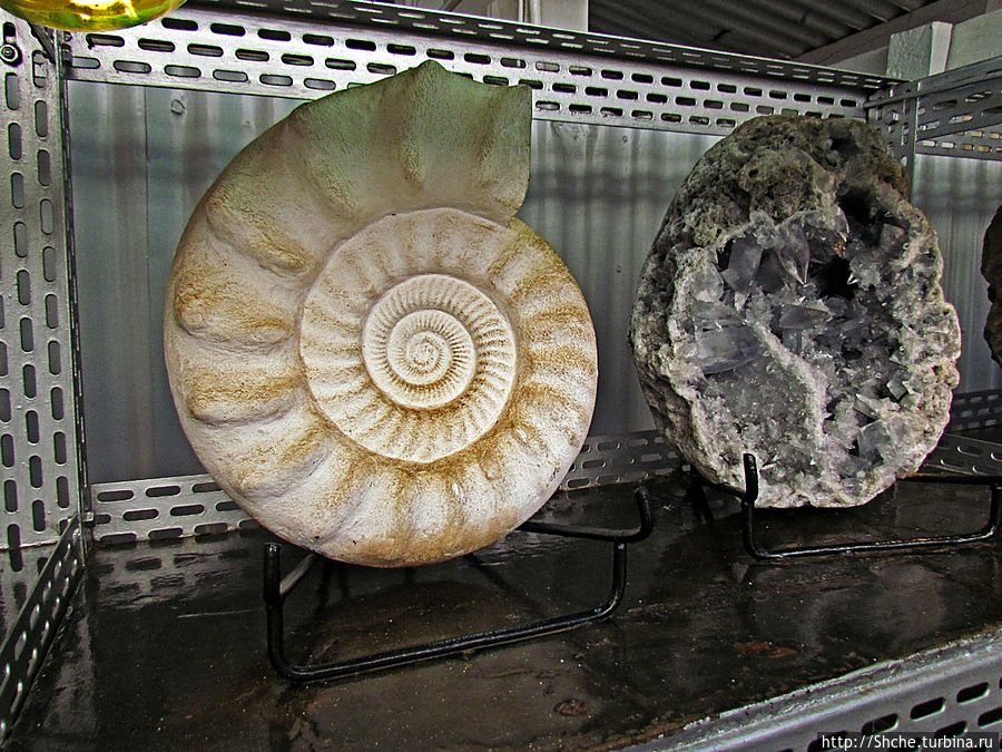 Ископаемые моллюски, камни и живые черепахи в музее камней Антсирабе, Мадагаскар