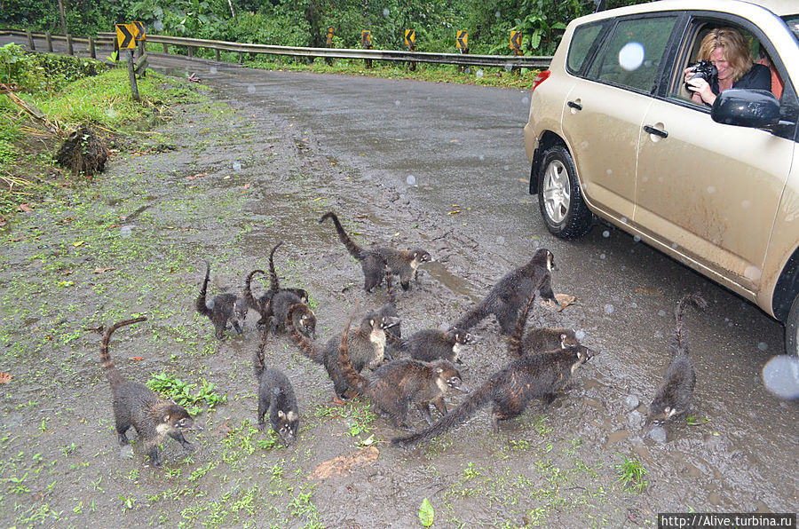 Толпа голодных коати с ходу атакует остановившуюся машину... Они как-будто знают, кто им еды даст, а кто нет. Коста-Рика