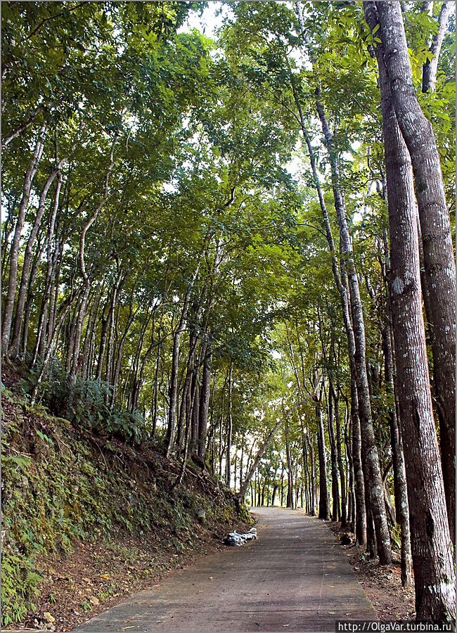 Дорога в заповедник. С одной стороны склоны, поднимавшиеся вверх, с другой — наполненные водой поля, на которых трудятся крестьяне Остров Бохол, Филиппины