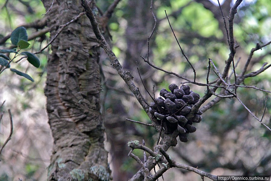 Пробковый дуб — к полету готов! Каталония, Испания Пробковый дуб — к полету готов! Каталония, Испания
