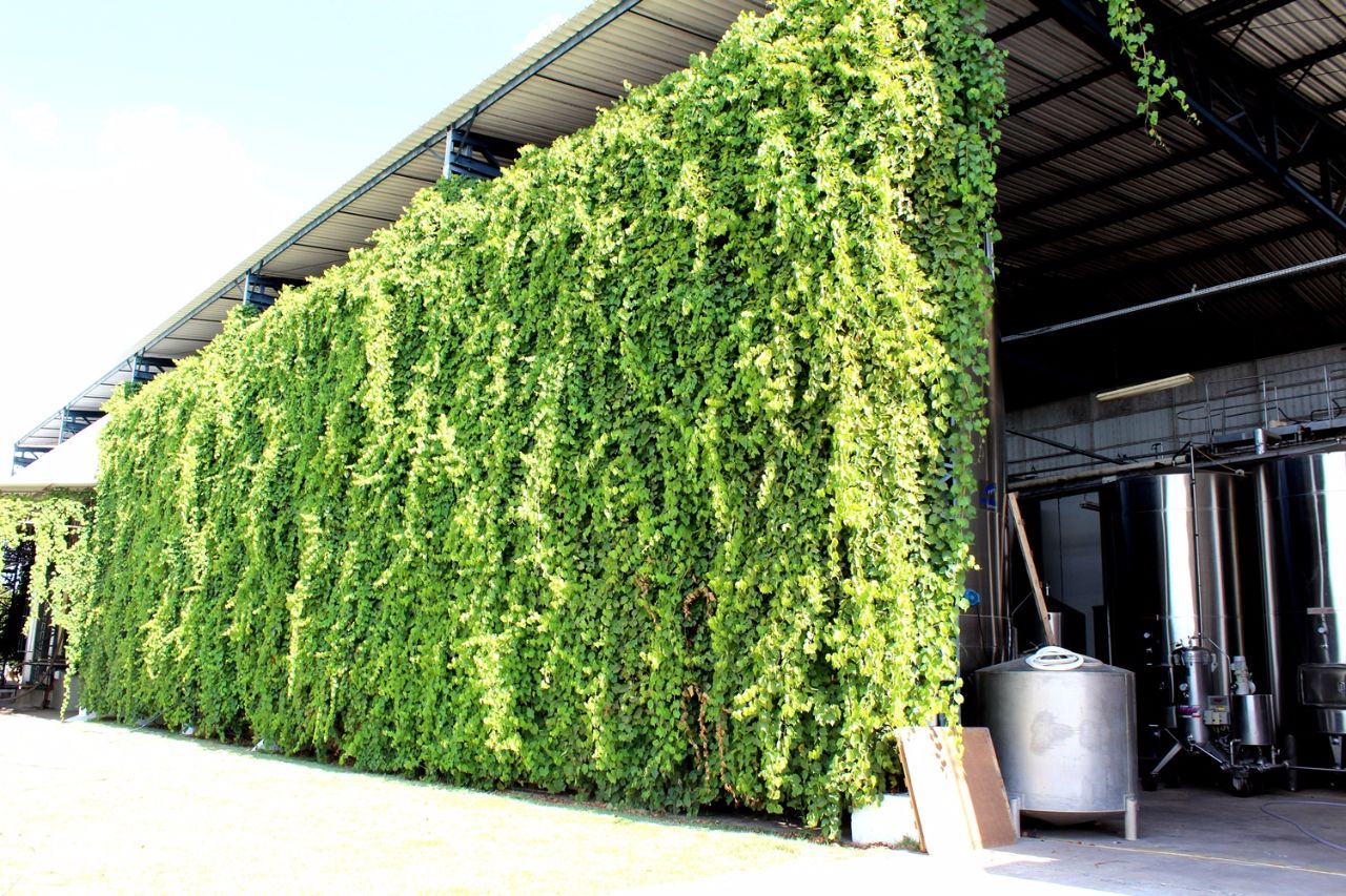 Микроклимат в производственных помещениях контролируется с помощью того же винограда Лагоа-Гранде, Бразилия