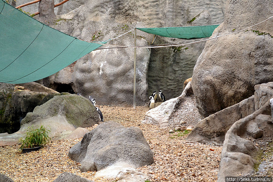 В будапештском зоопарке зимой Будапешт, Венгрия