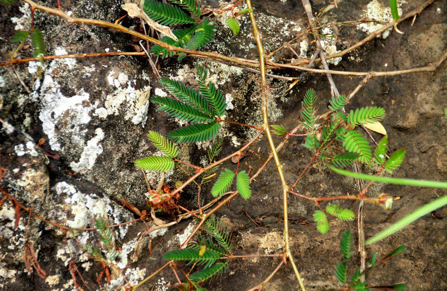 Семикаскадная прогулка по Маврикию Сет-Каскад, Маврикий Семикаскадная прогулка по Маврикию Сет-Каскад, Маврикий