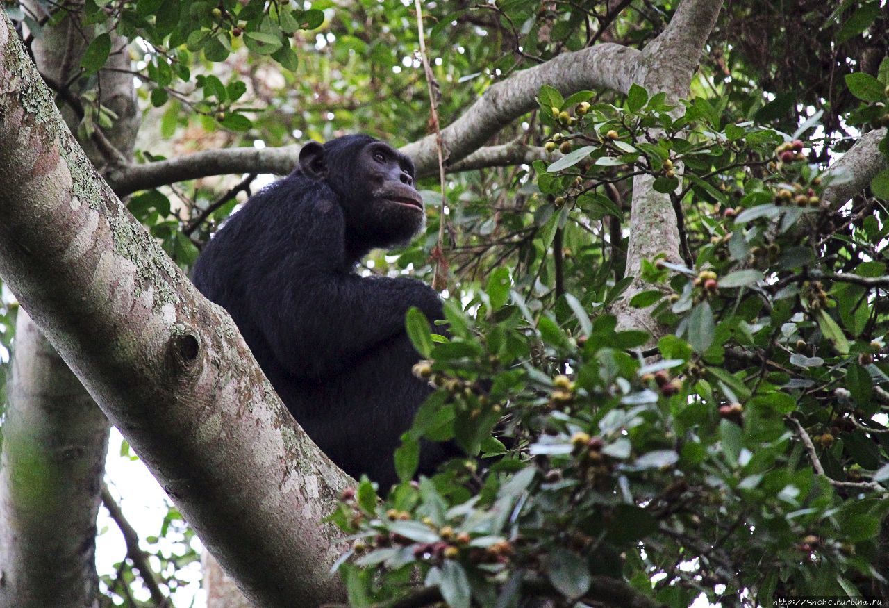 Трудно снимать черных шимпанзе в черном лесу, особенно утром Рубона, Уганда Трудно снимать черных шимпанзе в черном лесу, особенно утром Рубона, Уганда