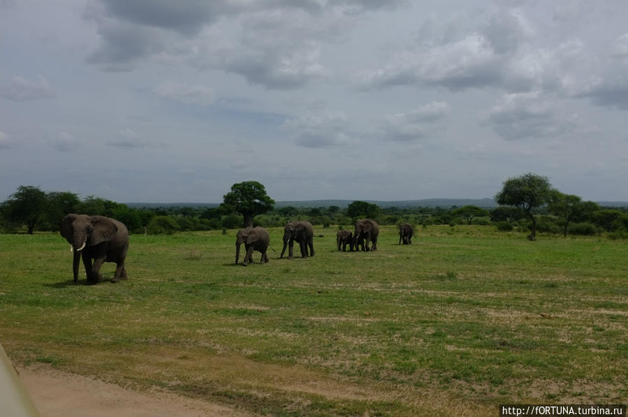 Сценки из жизни гигантов Тарангире Национальный Парк, Танзания