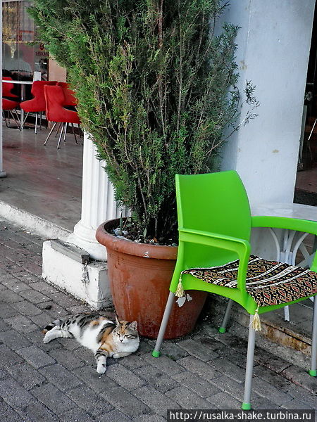 Коты рядом со стулом хозяина) Кемер, Турция