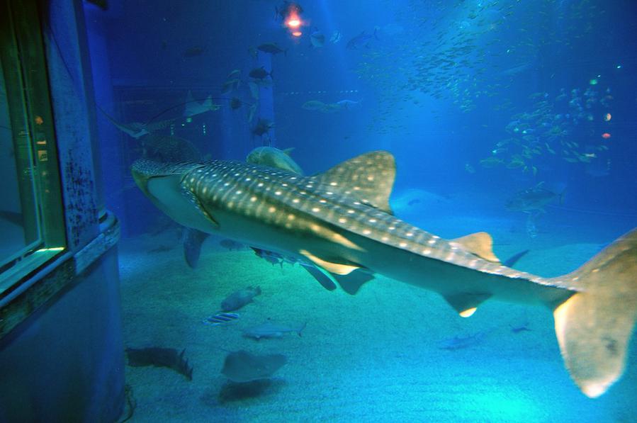 Китовая акула в аквариуме Осака, Япония