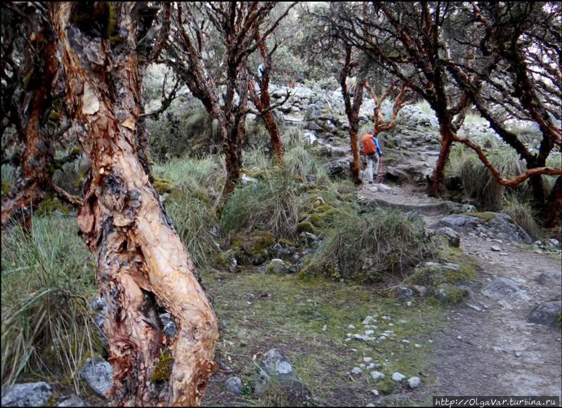 Деревья кеньюа Уаскаран Национальный Парк, Перу