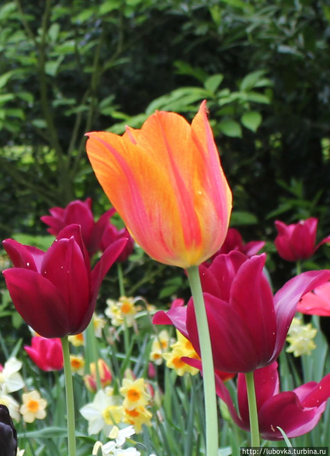 Тюльпан — Национальный Цветок   Турции и Нидерландов Кёкенхоф, Нидерланды