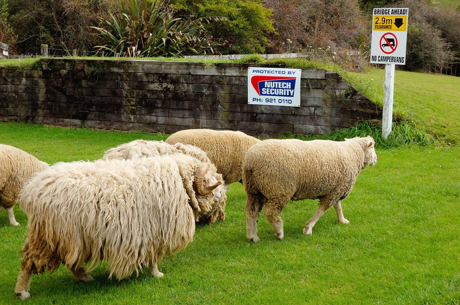 Овечки. Хотя на переднем плане это скорее овцебык какой-то Роторуа, Новая Зеландия