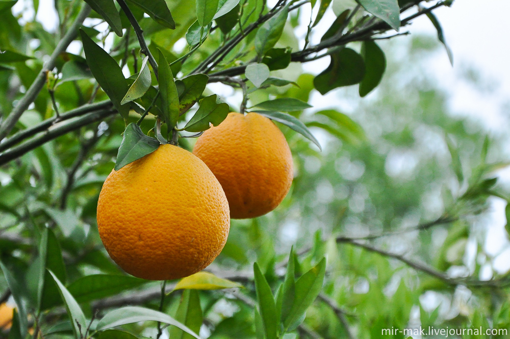Поразительно, что в мае на деревьях висят апельсины еще прошлогоднего урожая. Не хранятся в холодильниках, как это принято в некоторых местах, а дозревают на деревьях, при этом совершенно не портясь и сохраняя свой естественный вид и вкус. Турция Поразительно, что в мае на деревьях висят апельсины еще прошлогоднего урожая. Не хранятся в холодильниках, как это принято в некоторых местах, а дозревают на деревьях, при этом совершенно не портясь и сохраняя свой естественный вид и вкус. Турция