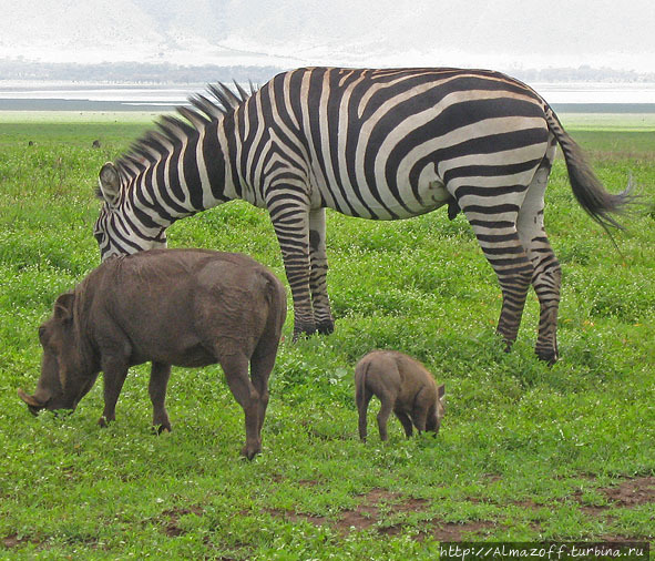 Великая миграция по национальным паркам Танзании Нгоронгоро (заповедник в кратере вулкана), Танзания