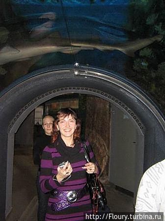 Тоннель с акулами и другой морской живностью в ТЦ Тоннель с акулами и другой морской живностью в ТЦ