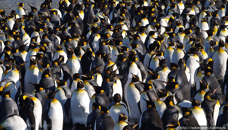 мой друг пингвин скажи мне братец
что так задумчив что так тих
что кровью сплёвываешь нервно
и где полярник николай мой друг пингвин скажи мне братец
что так задумчив что так тих
что кровью сплёвываешь нервно
и где полярник николай