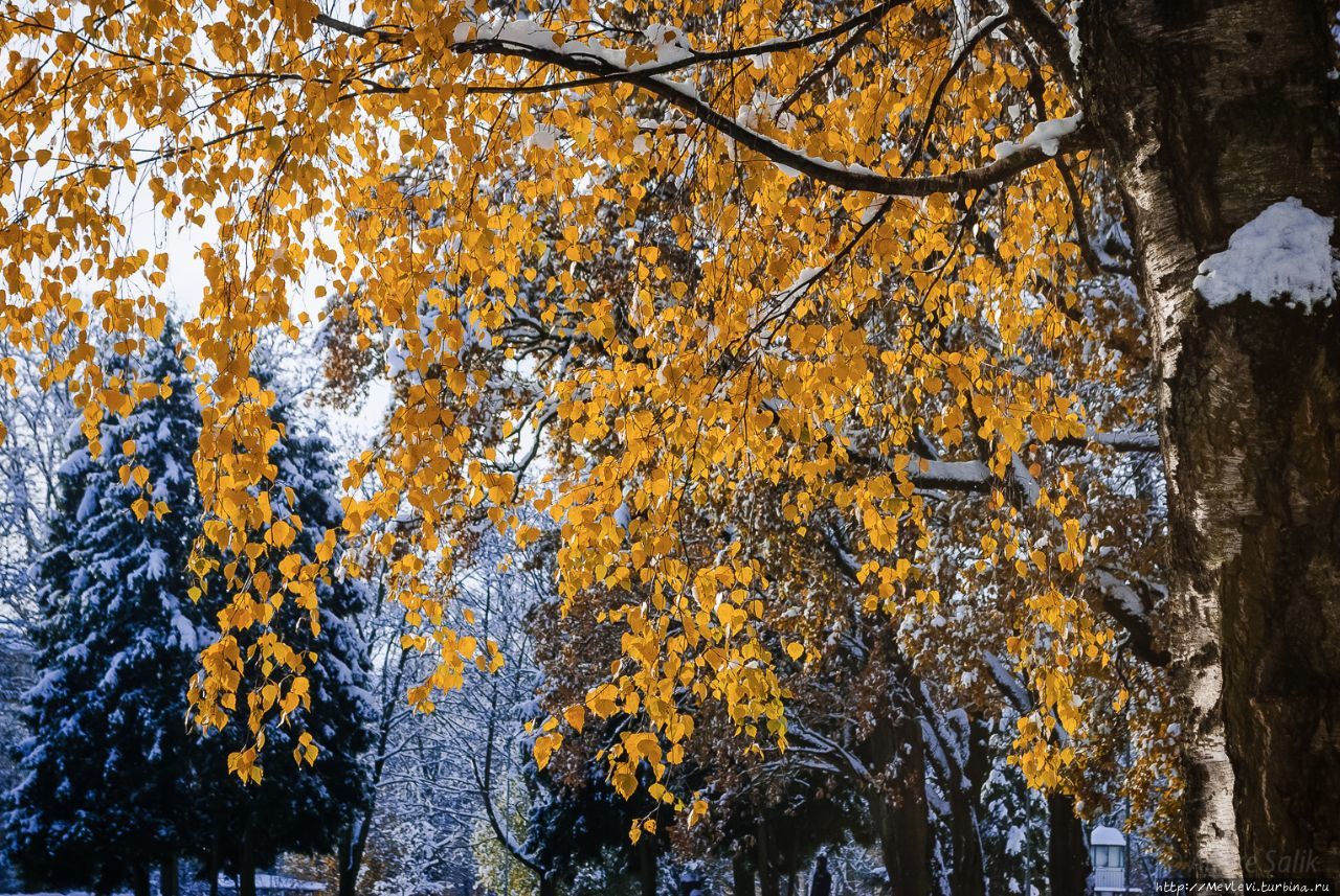 Начало зимы в парке Кронвальда Рига, Латвия