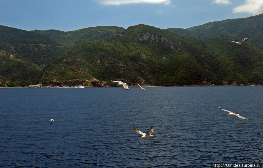 Чайка над волной парила Полуостров Халкидики, Греция