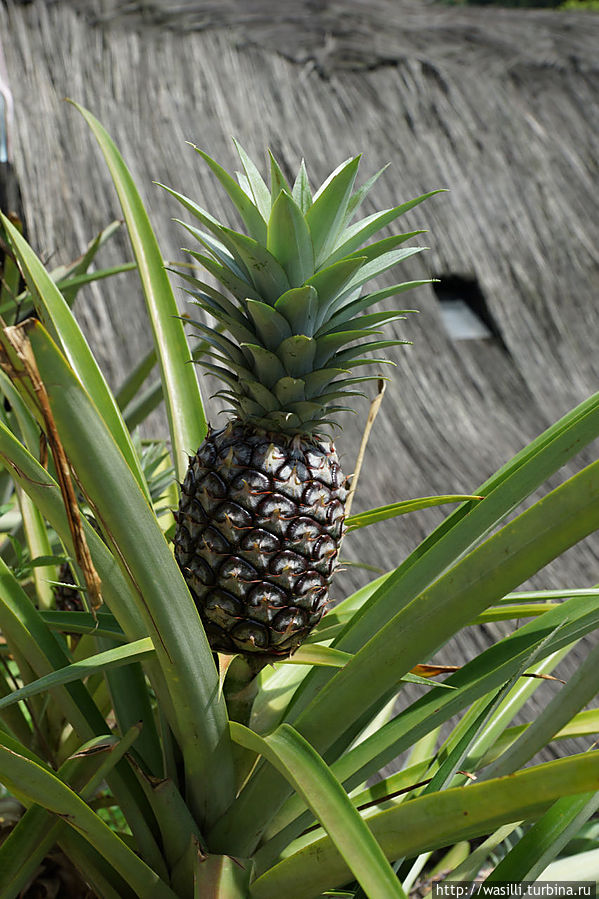 Просто ананас. Просто ананас.