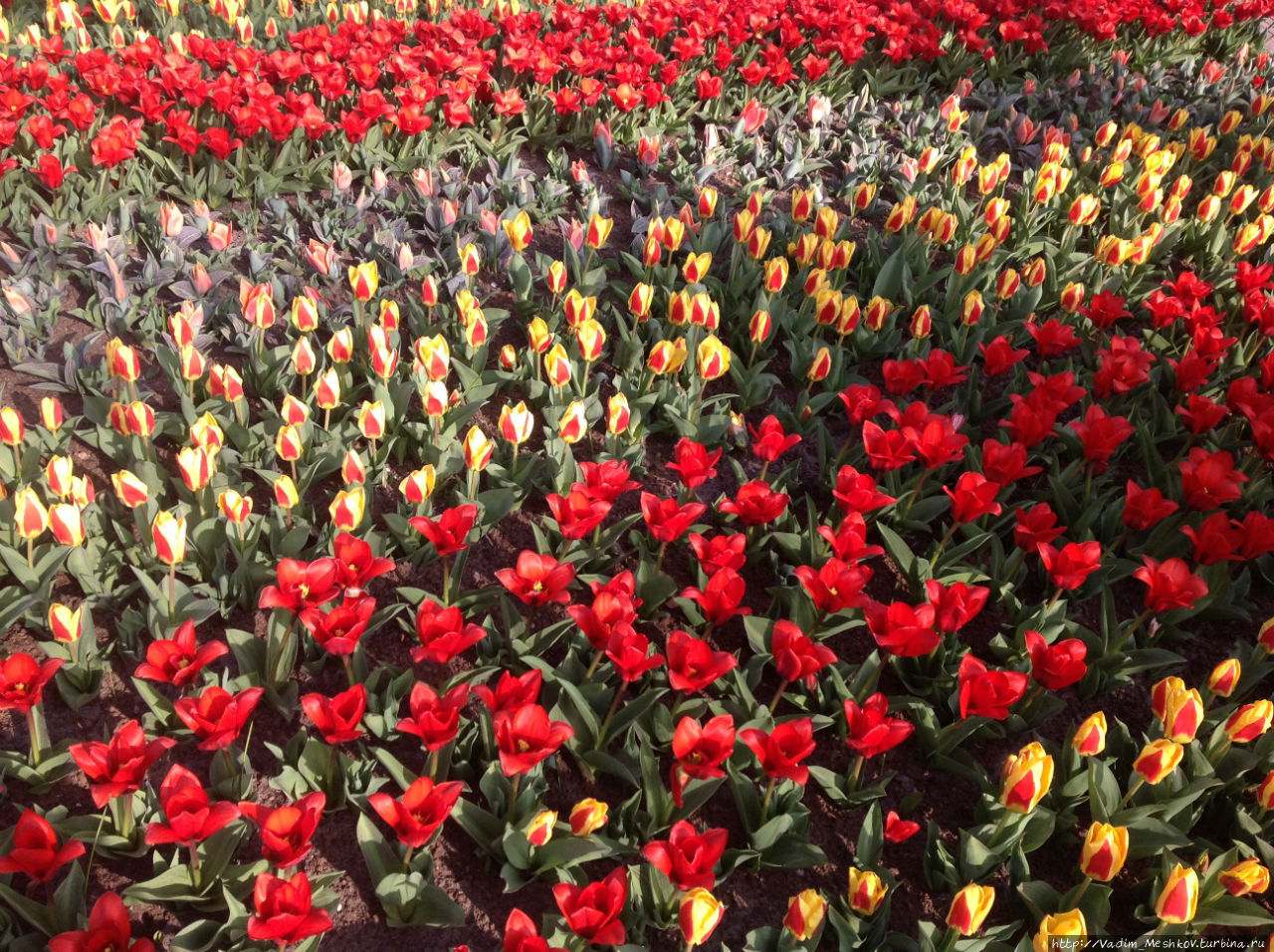 Парк был спроектирован в 1840 году ландшафтными архитекторами Зохерами, которые в своё время спроектировали разбивку Вонделпарка в Амстердаме. Впервые выставка цветов в Кёкенхофе прошла в 1949 году по инициативе бургомистра города Лиссе господина Ламбоя. Теперь Кёкенхоф ежегодно посещают более 800 тысяч туристов из разных стран. Кёкенхоф, Нидерланды