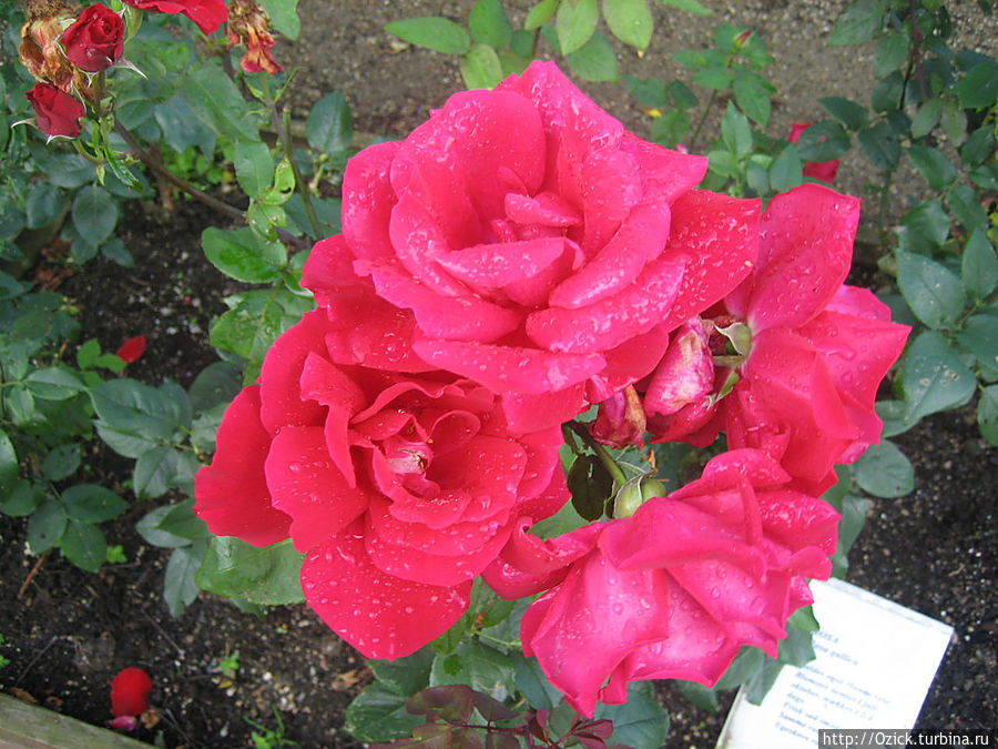 Это знаменитая роза Эгесков Дания
