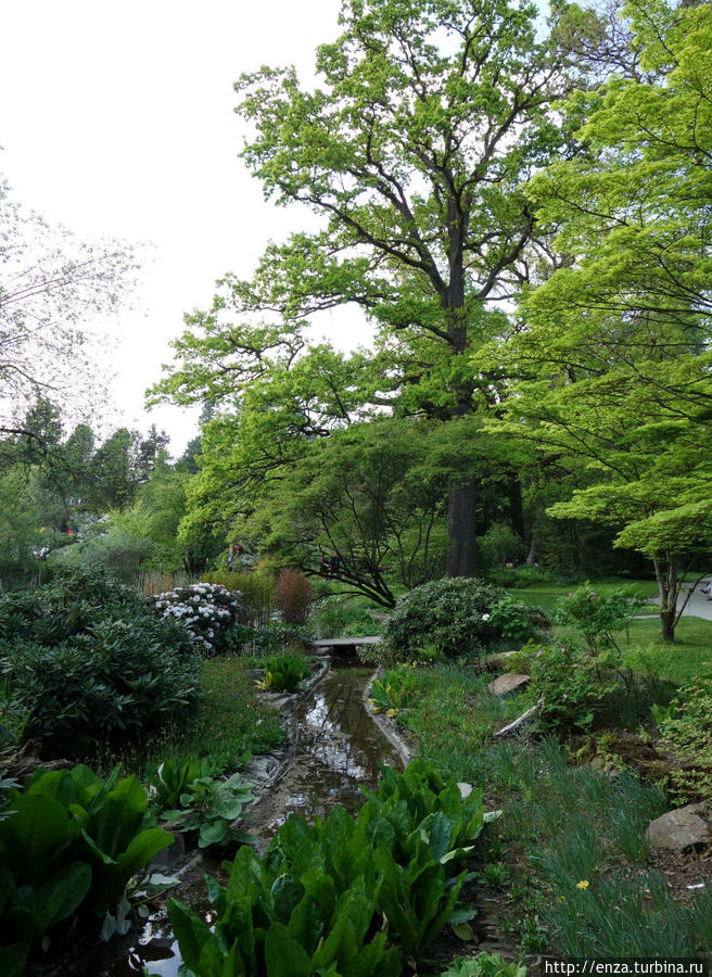 Мюнхенский ботанический сад — где ёлки розовым цветут Мюнхен, Германия Мюнхенский ботанический сад — где ёлки розовым цветут Мюнхен, Германия