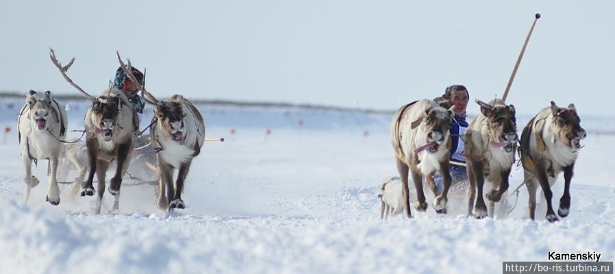 День оленевода Дудинка, Россия