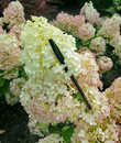 Несмотря на малый рост сорта гортензии БОБО (0,6-0,8 м) цветки ее по размеру вполне способны конкурировать с более высокорослыми сортами