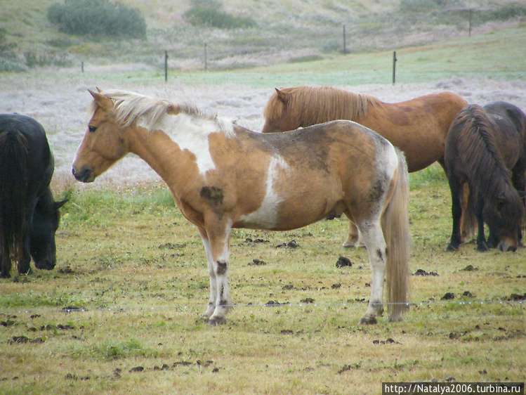 Лошади на ферме Saltvik.