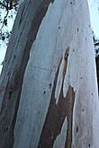 Представлена разная фактура деревьев.
Эвкалипт, который сбрасывает свою кору.