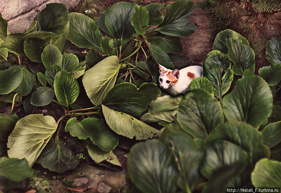 Обилие кошачьей темы в моей заметке — это не только моя личная слабость к этим милым созданиям, но и неотъемлемая часть греческих городов. Практически куда только мы не попадали в Греции — везде коты. Греческие коты — крайне дружелюбны и коммуникабельны. Легко идут на контакт с туристами, с удовольствие позируют и сразу же бегут за каким-нибудь съедобным вознаграждением, ну или хотя за почесать за ушком . Центральная Македония, Греция Обилие кошачьей темы в моей заметке — это не только моя личная слабость к этим милым созданиям, но и неотъемлемая часть греческих городов. Практически куда только мы не попадали в Греции — везде коты. Греческие коты — крайне дружелюбны и коммуникабельны. Легко идут на контакт с туристами, с удовольствие позируют и сразу же бегут за каким-нибудь съедобным вознаграждением, ну или хотя за почесать за ушком . Центральная Македония, Греция