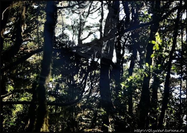 Лесные истории Филиппины Лесные истории Филиппины