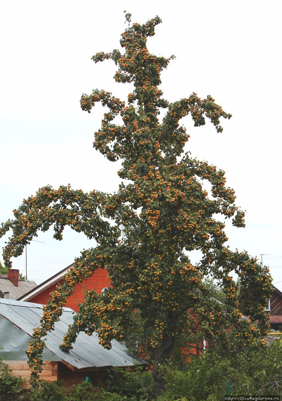 Городец. Альбом с мемуарами из исторического центра. Городец, Россия Городец. Альбом с мемуарами из исторического центра. Городец, Россия