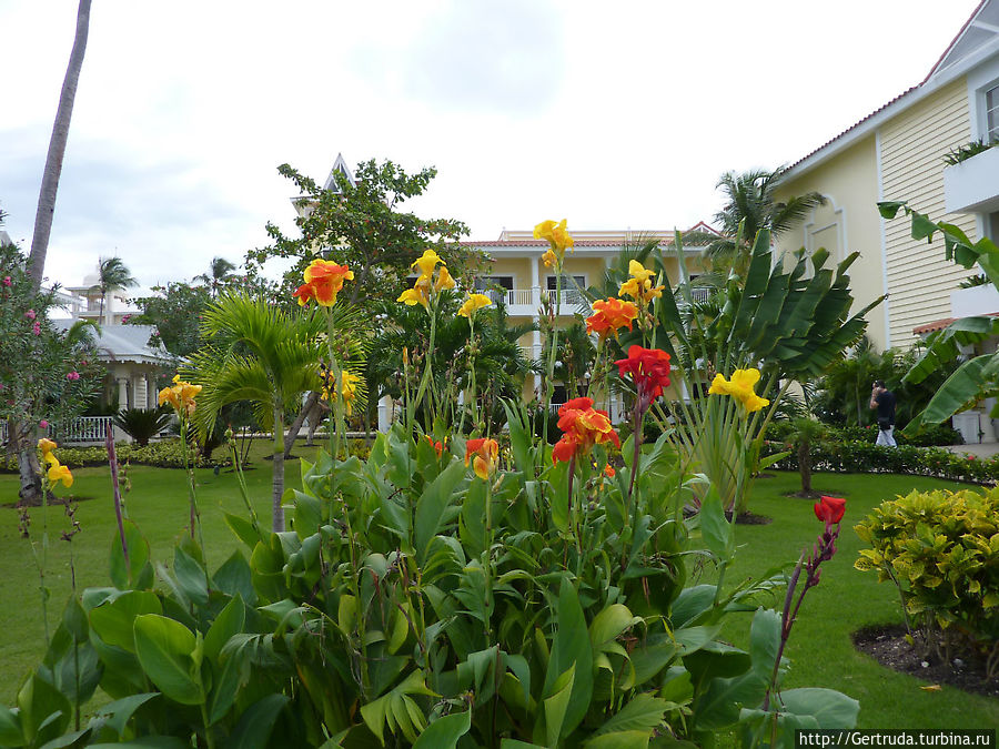 Цветы Цветы