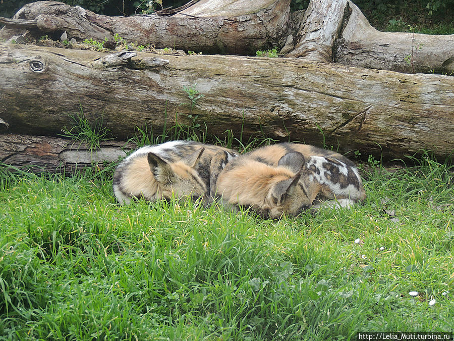 два пушистых комочка.... Рим, Италия два пушистых комочка.... Рим, Италия