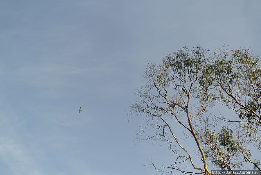 Птычка Птычка