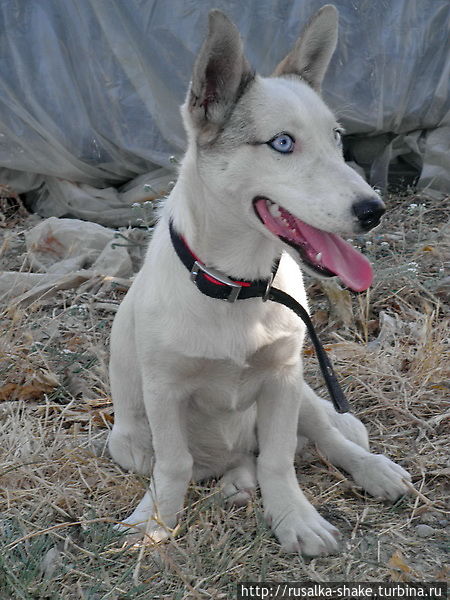А эта чудная собака бродила среди теплиц Кумлуджа, Турция